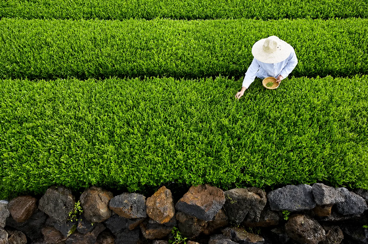 A tea picker harvesting bright green tea leaves above a Jeju stone wall