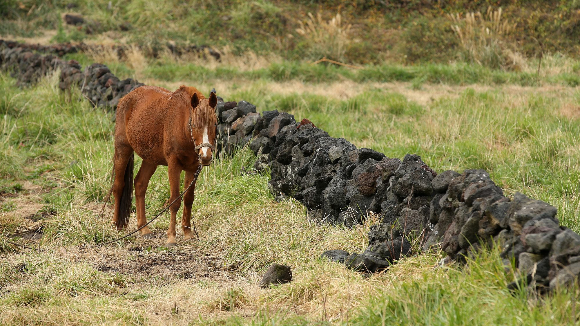Jeju horses grazing beside a black stone wall